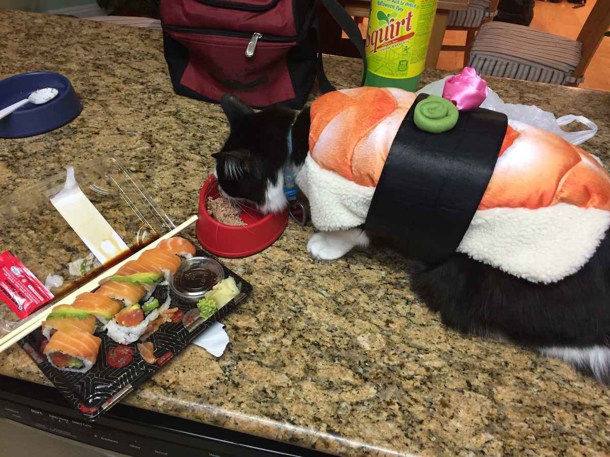 Sushi cat.jpg